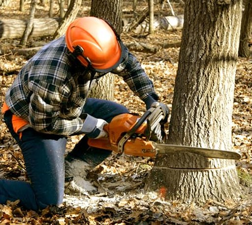 Tree Removal in Orma, WV